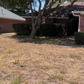 Bush Trimming by Daniel&amp;son law care reviewed on September 14, 2026