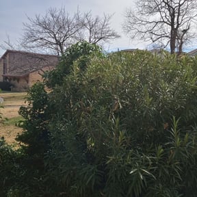 Bush Trimming by DT Lawn Service LLC reviewed on August 19, 2025
