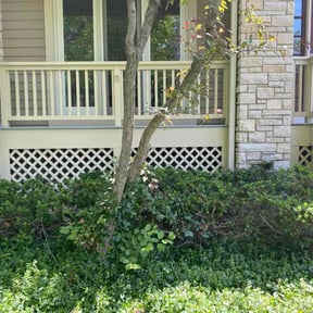 Bush Trimming by Exterior Etcetera.  LLC reviewed on May 26, 2026