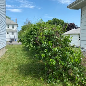 Bush Trimming by Iroc's Lawn Care reviewed on August 20, 2025