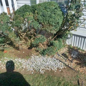 Bush Trimming by CALi Co reviewed on May 11, 2024
