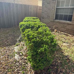 Bush Trimming by Lawn care done right reviewed on August 18, 2025