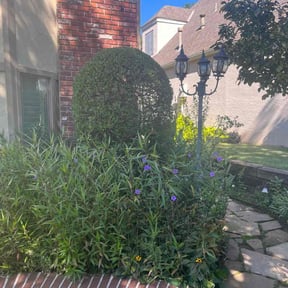 Bush Trimming by Fresh Space Landscape LLC reviewed on November 26, 2025