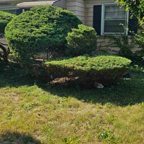 Bush Trimming by Double Time Inc. reviewed on November 21, 2025