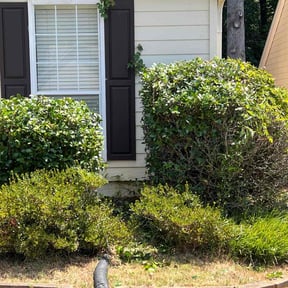 Bush Trimming by J.C.London's Lawn and Landscaping Services LLC reviewed on December 18, 2025