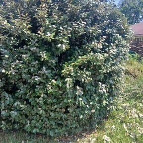 Bush Trimming by No Mow Worries!!! reviewed on October 18, 2025