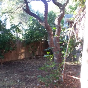 Bush Trimming by Silva lawn care reviewed on August 14, 2025
