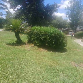 Bush Trimming by United landscaping reviewed on July 12, 2026