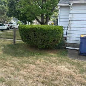 Bush Trimming by JM Landscapes reviewed on October 22, 2025