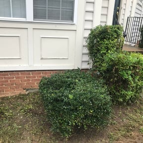 Bush Trimming by Ross Lawn Care reviewed on August 19, 2025