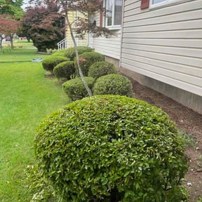 Bush Trimming by Pit works llc reviewed on July 15, 2026