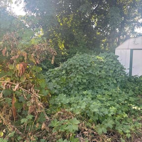 Leaf Removal by South Down South reviewed on October 2, 2025