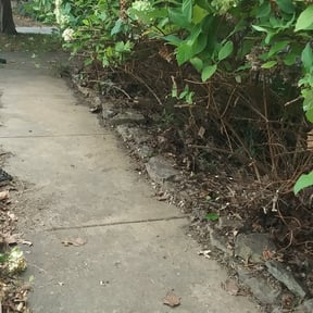 Bush Trimming by TexasMade Landscape LLC reviewed on August 20, 2025