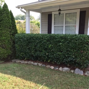 Bush Trimming by Miramontes Landscaping reviewed on August 17, 2025