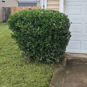 Bush Trimming by CNR Landscaping reviewed on July 24, 2026