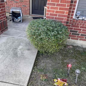 Bush Trimming by Black horse reviewed on September 20, 2024