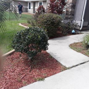 Bush Trimming by Jackson's Lawn care reviewed on August 17, 2025