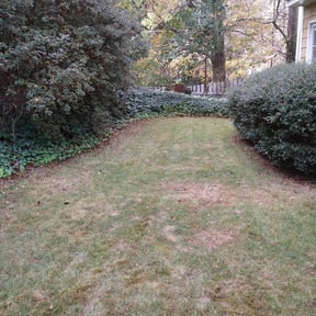 Weeding by Treeple reviewed on July 8, 2023