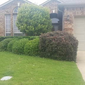 Bush Trimming by Bigfoot Landscape Group . Com reviewed on August 19, 2025