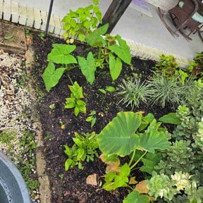 Flower Bed Weeding by Green Thumb Agostini Lawn Care and Landscaping reviewed on July 27, 2026
