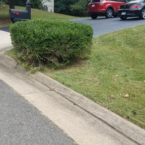 Bush Trimming by Zylacore Industries reviewed on August 18, 2025
