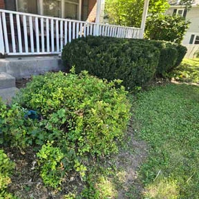 Bush Trimming by CR-Chalde-landscaping LLC reviewed on August 28, 2026