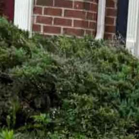 Flower Bed Weeding by Irie Lawns reviewed on October 18, 2025