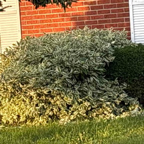 Bush Trimming by Clearvision lawn service reviewed on July 6, 2026