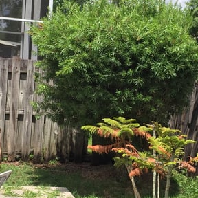 Bush Trimming by Boss Outdoor Service reviewed on August 19, 2025