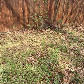 Leaf Removal by Tender Lawn Care reviewed on July 31, 2026