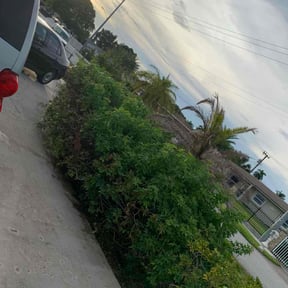 Bush Trimming by P&amp;D Landscaping reviewed on November 10, 2025