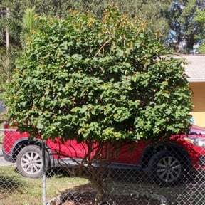Bush Trimming by 66landscaping.com reviewed on August 15, 2025