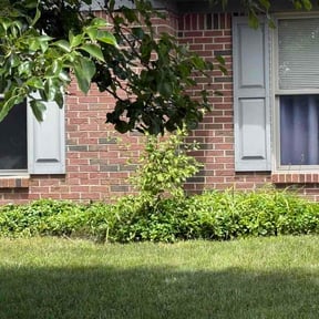 Flower Bed Weeding by Drewskeedoos Landscaping reviewed on June 21, 2026
