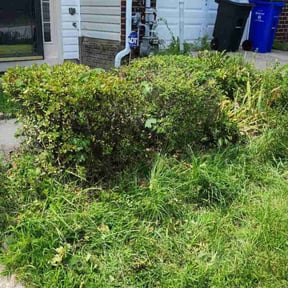 Bush Trimming by R&amp;R Lawncare reviewed on November 19, 2025