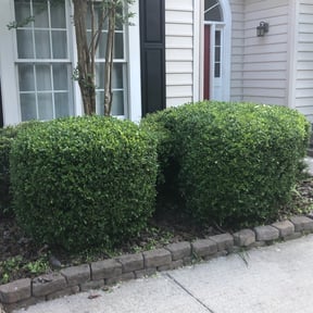 Bush Trimming by Epic Lawn Care reviewed on August 18, 2025