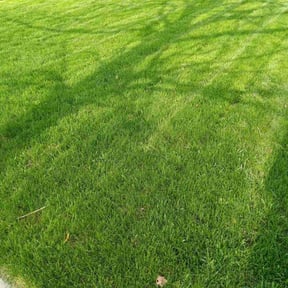 yard maintenance by Q Dog landscaping reviewed on August 15, 2025