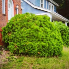 Bush Trimming by Trash Cupid Rental reviewed on August 17, 2025