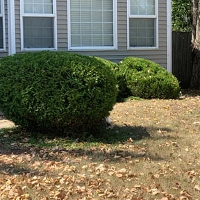 Bush Trimming by New Image Lawn Care reviewed on August 20, 2025