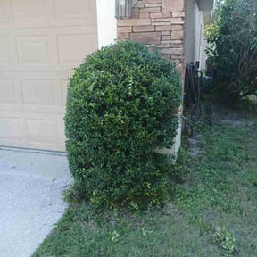 Bush Trimming by S&amp;L Lawn Care reviewed on October 18, 2025