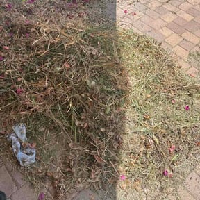Bush Trimming by Tom's home and yard reviewed on June 9, 2026