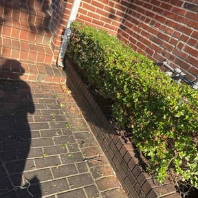 Bush Trimming by Multi Purpose reviewed on June 26, 2026