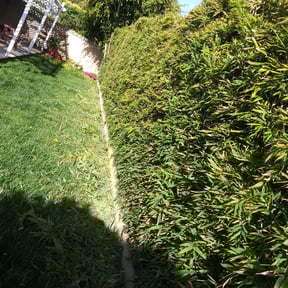 Bush Trimming by Service of Solutions reviewed on August 19, 2025