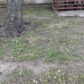 Leaf Removal by G. Green Lawns reviewed on November 24, 2025