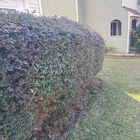 Bush Trimming by Jack of all Trades reviewed on November 22, 2025