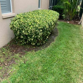 Bush Trimming by Anthony's Lawn Care LLC reviewed on August 20, 2025