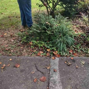 Flower Bed Weeding by Tm Property Maintenace reviewed on August 15, 2025