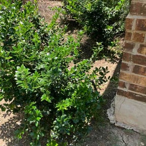 Flower Bed Weeding by Top Cut Lawn Care reviewed on August 16, 2026
