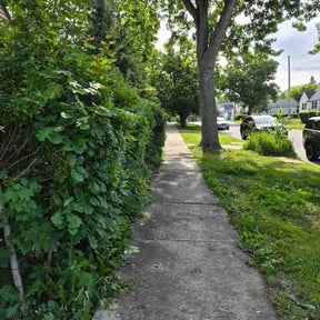 Bush Trimming by Aatrium Maintenance LLC reviewed on June 3, 2026