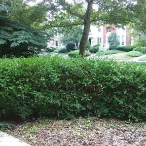Bush Trimming by Nick’s lawn service reviewed on April 18, 2025