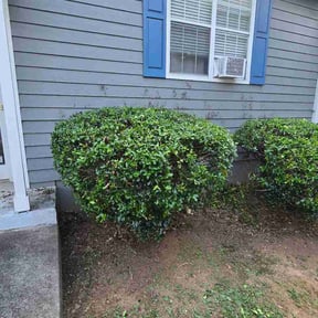 Bush Trimming by Rapid Lawn Care reviewed on August 26, 2026